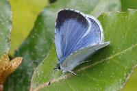 Celastrina argiolus