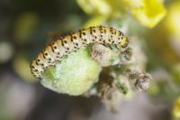 Cucullia lychnitis