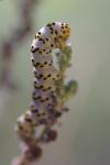 Cucullia lychnitis