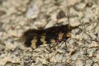 Oegoconia