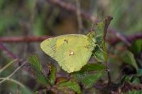 Colias crocea