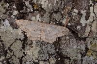 Hypomecis punctinalis
