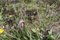 Coenonympha pamphilus