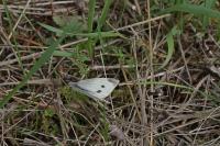 Pieris rapae