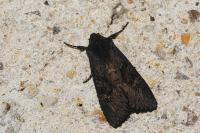 Aporophyla nigra
