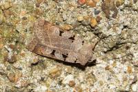Eugnorisma glareosa