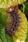 Lymantria dispar
