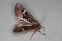 Trigonophora flammea