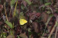 Colias crocea