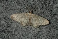 Idaea seriata