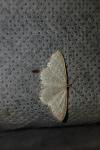 Idaea subsericeata