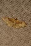 Idaea degeneraria