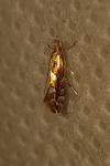 Phyllonorycter