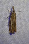 Crambus lathoniellus