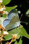 Celastrina argiolus