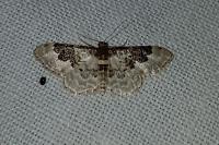 Idaea rusticata