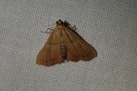 Endotricha flammealis