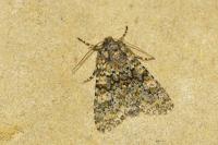Polymixis flavicincta flavicincta