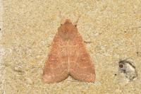Cirrhia ocellaris