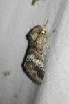 Drymonia querna
