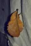 Gastropacha quercifolia