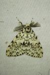Lymantria monacha