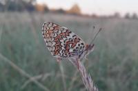 Melitaea phoebe