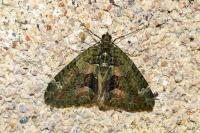 Chloroclysta siterata