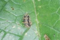 Araschnia levana