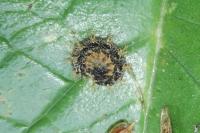 Araschnia levana