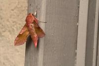 Deilephila porcellus