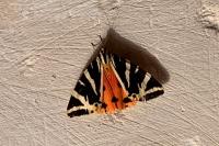 Euplagia quadripunctaria