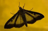 Cydalima perspectalis