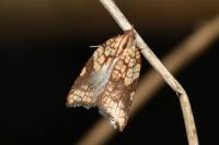 Acleris rhombana