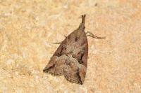 Hypena rostralis