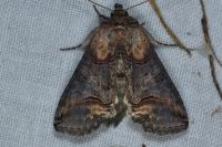 Abrostola triplasia