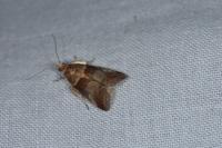 Acrobasis repandana