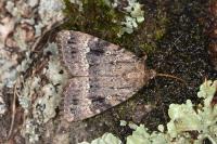 Amphipyra berbera svenssoni