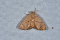 Apoda limacodes