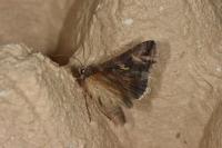 Autographa gamma