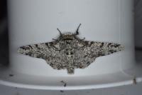 Biston betularia