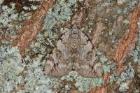 Catocala electa