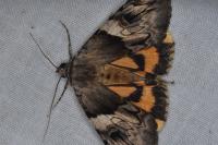 Catocala fulminea