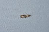 Catoptria verellus
