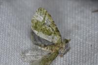 Chloroclystis v-ata
