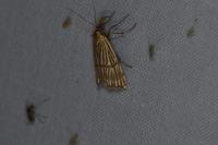 Chrysocrambus linetella