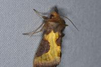 Diachrysia stenochrysis