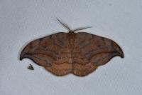 Drepana curvatula