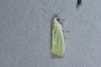 Earias clorana