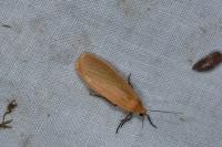 Wittia sororcula